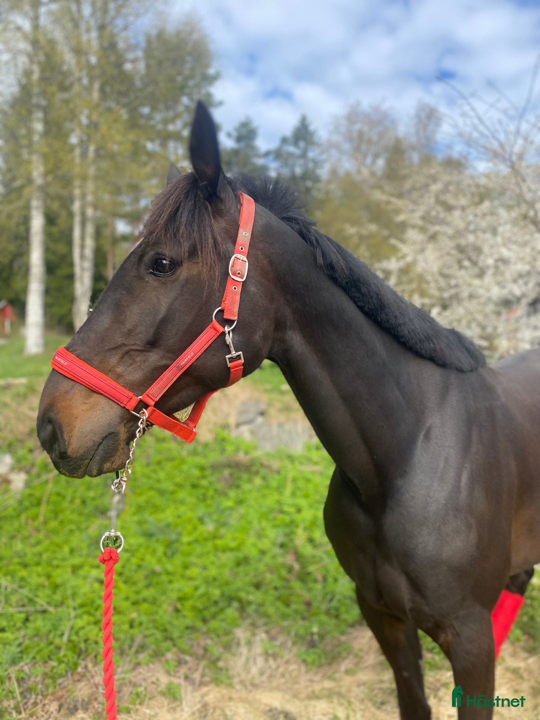 Allround hästar till salu: Lyxsigt varmblodstravar sto i Iggesund - Annons 2