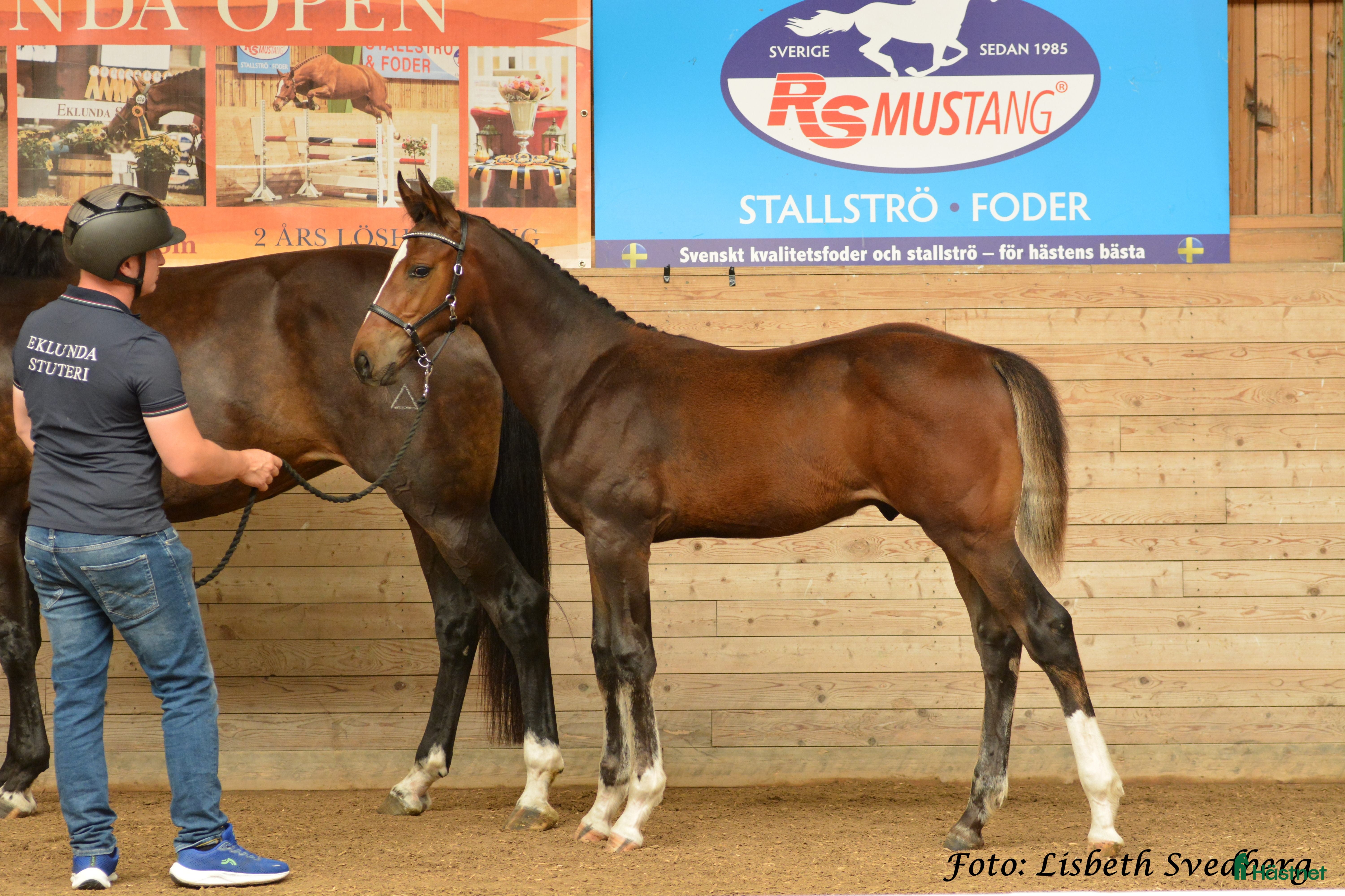  hästar Högst bedömda hoppföl i Örebro  i Glanshammar - Annons 18