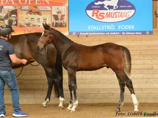 hästar Högst bedömda hoppföl i Örebro i Glanshammar - Annons 6
