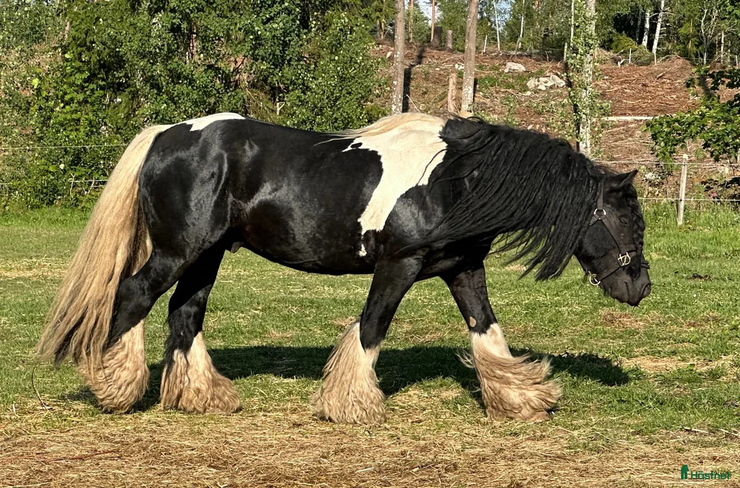 Avelshästar hästar till salu: Silversvart sto! i Sävsjö - Annons 13