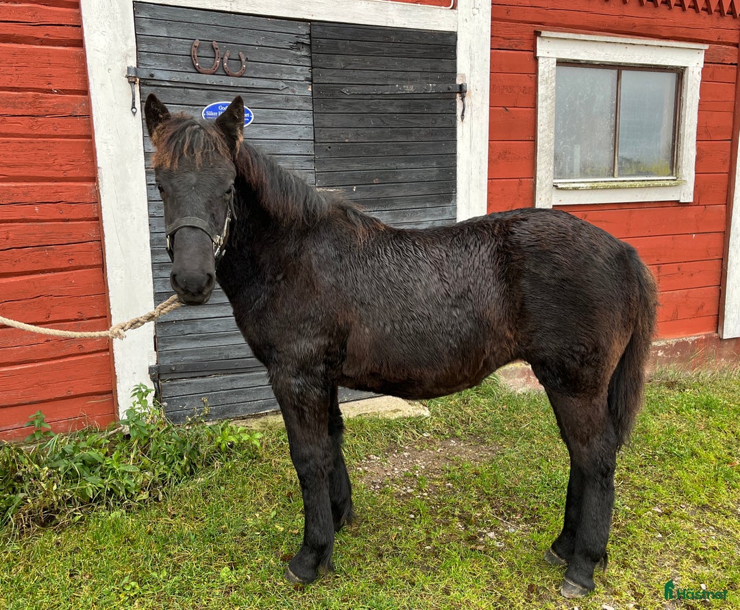 Körning hästar till salu: Nordsvenskt stoföl till salu i Eksjö - Annons 3