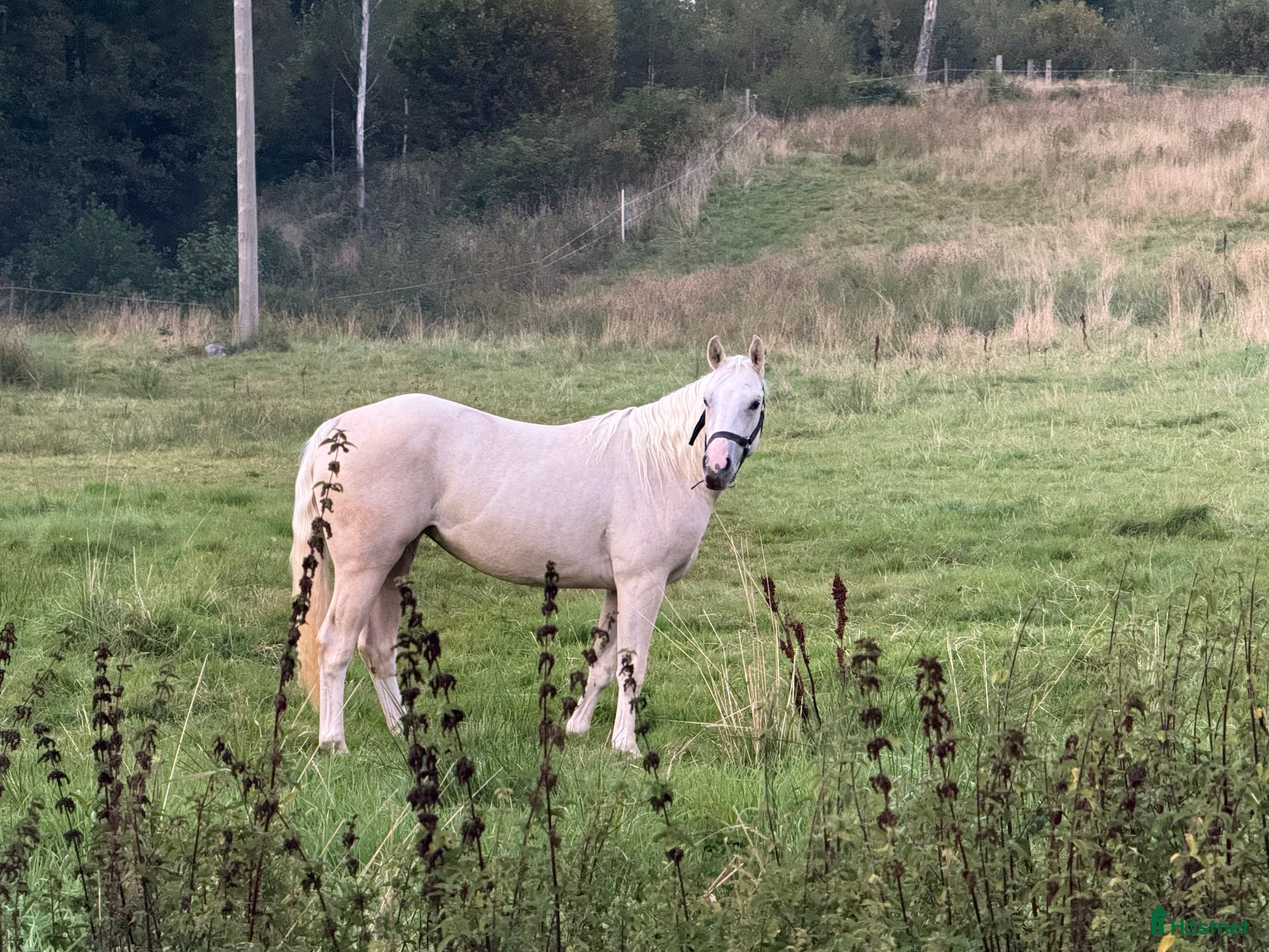  hästar Intressekoll - Annons 1