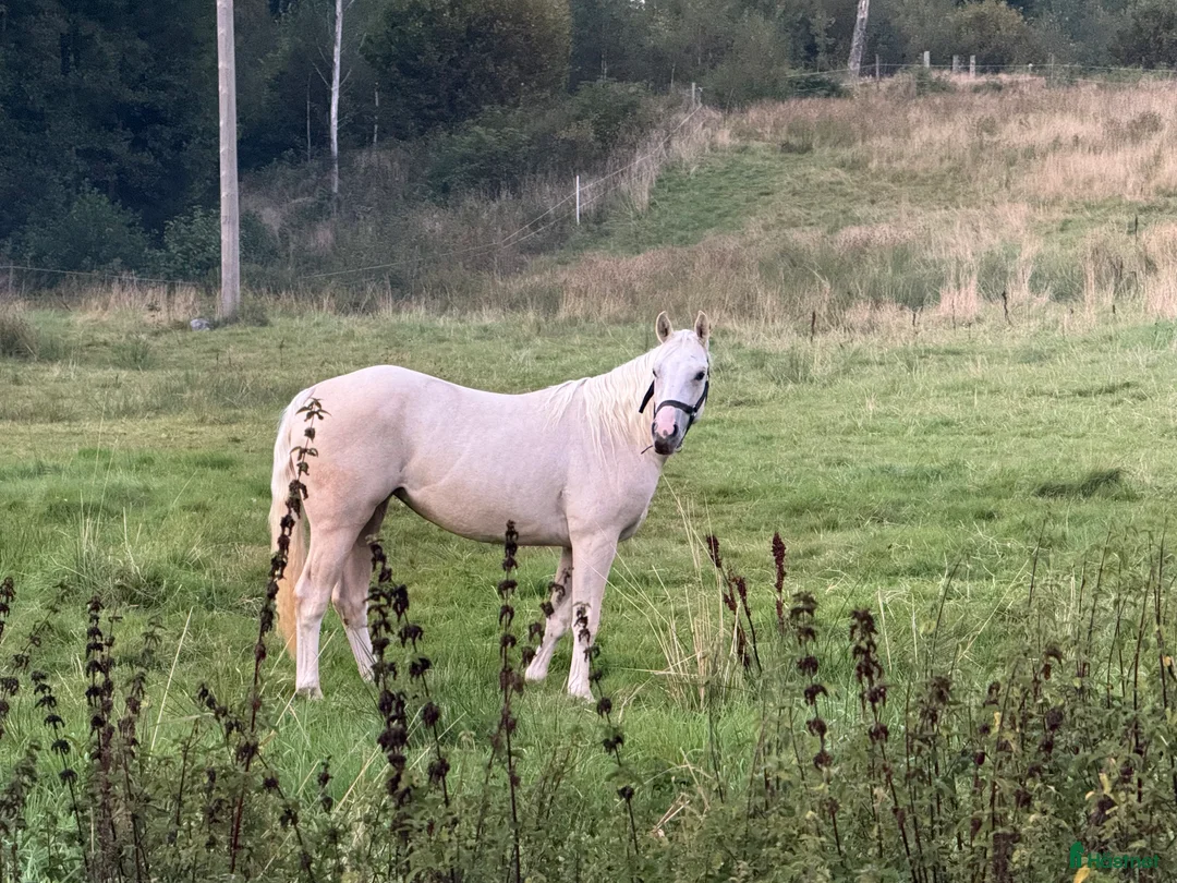 Western hästar till salu: Intressekoll - Annons 1
