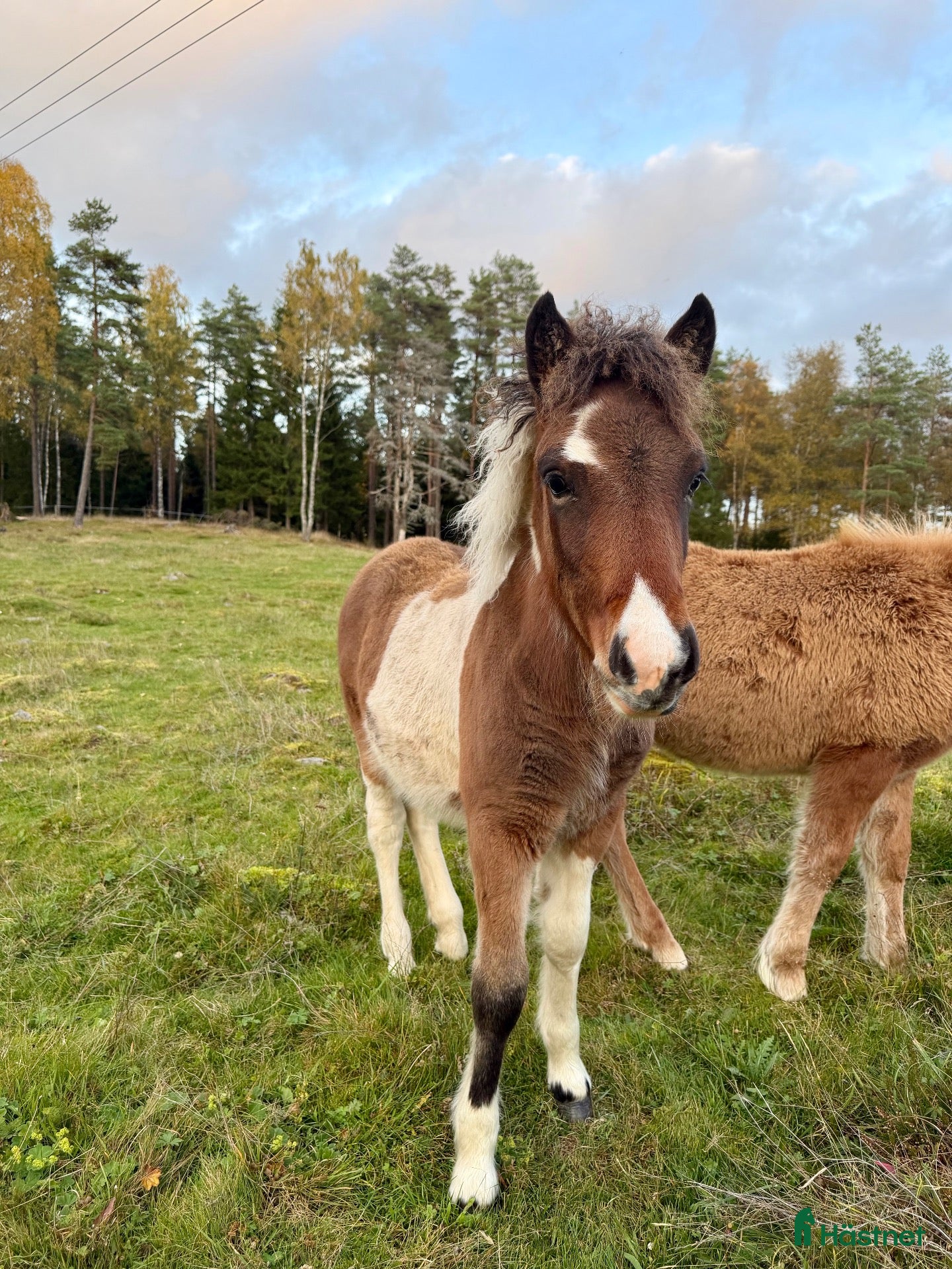  hästar Tre lovande föl efter Mökkvi från Åleby - Annons 1
