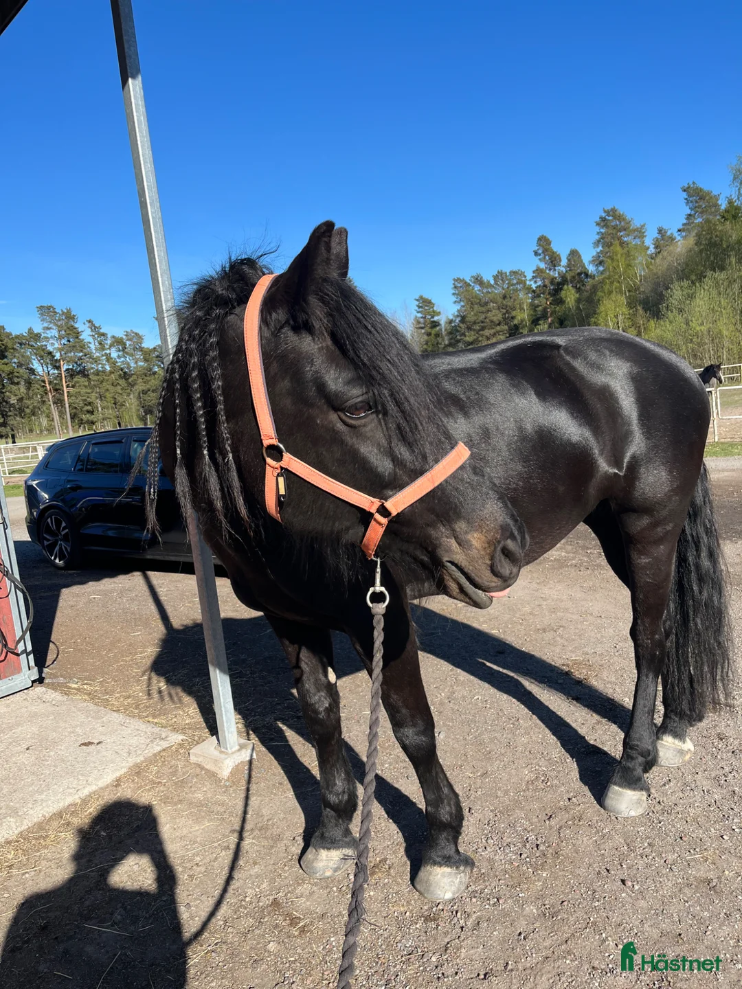  medryttarhäst finnes: Medryttarhäst finnes Vaxholm i Vaxholm - Annons 1
