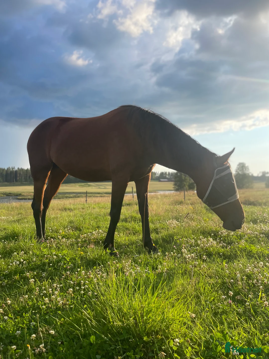 Allround hästar till salu: Dräktigt sto - Annons 1