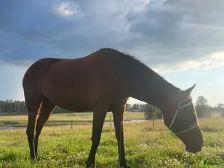 hästar Dräktigt sto - Annons 4