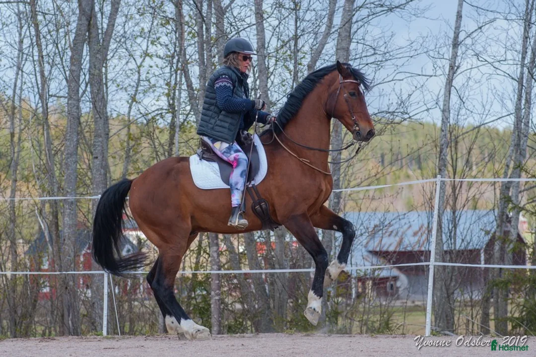 Dressyr hästar till salu: Vacker läromästare Kraftskapande/akademiskt - Annons 2