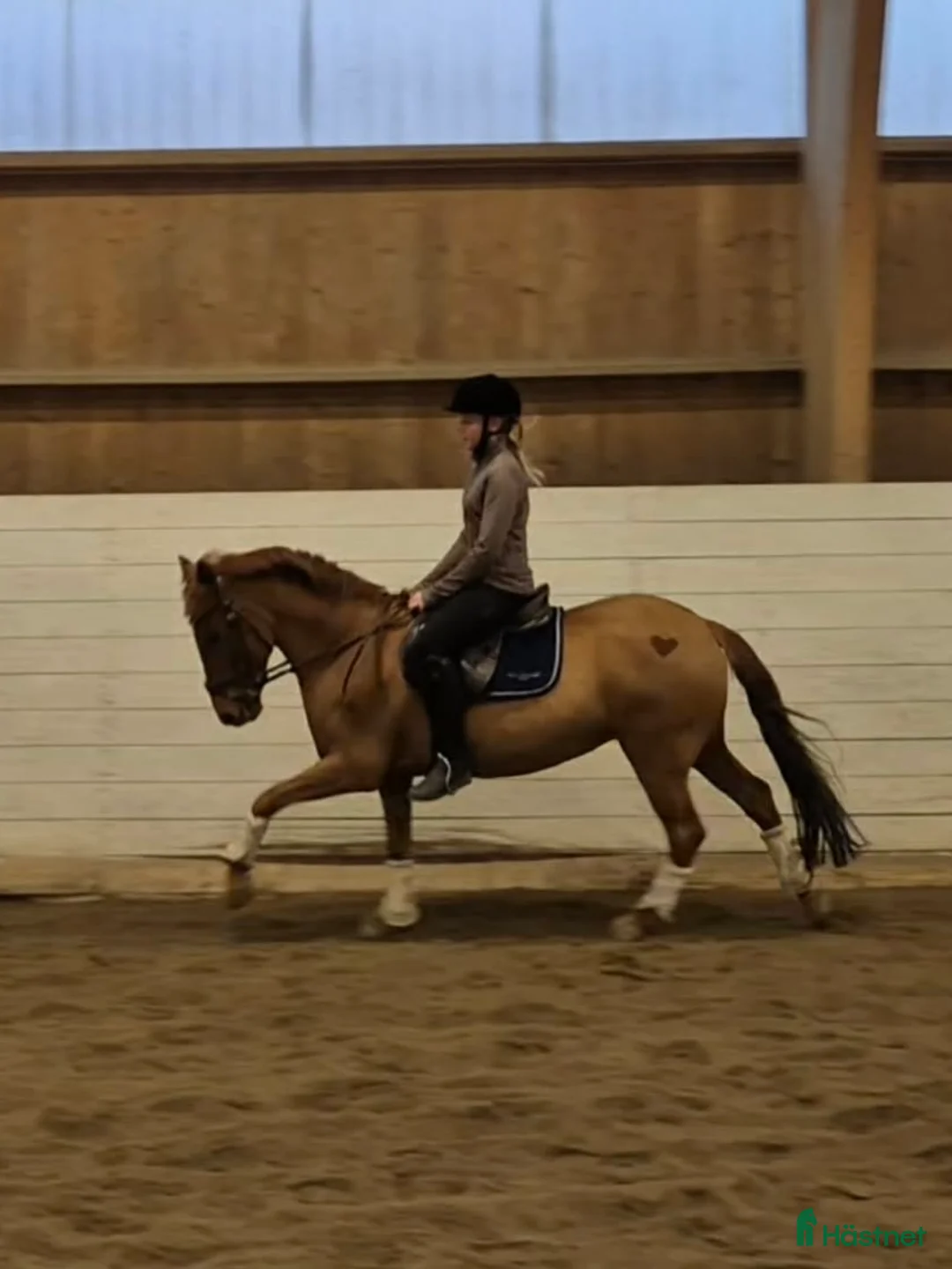 Allround hästar till salu: Supermaxad läromästare med kapacitet  i Värmdö - Annons 2