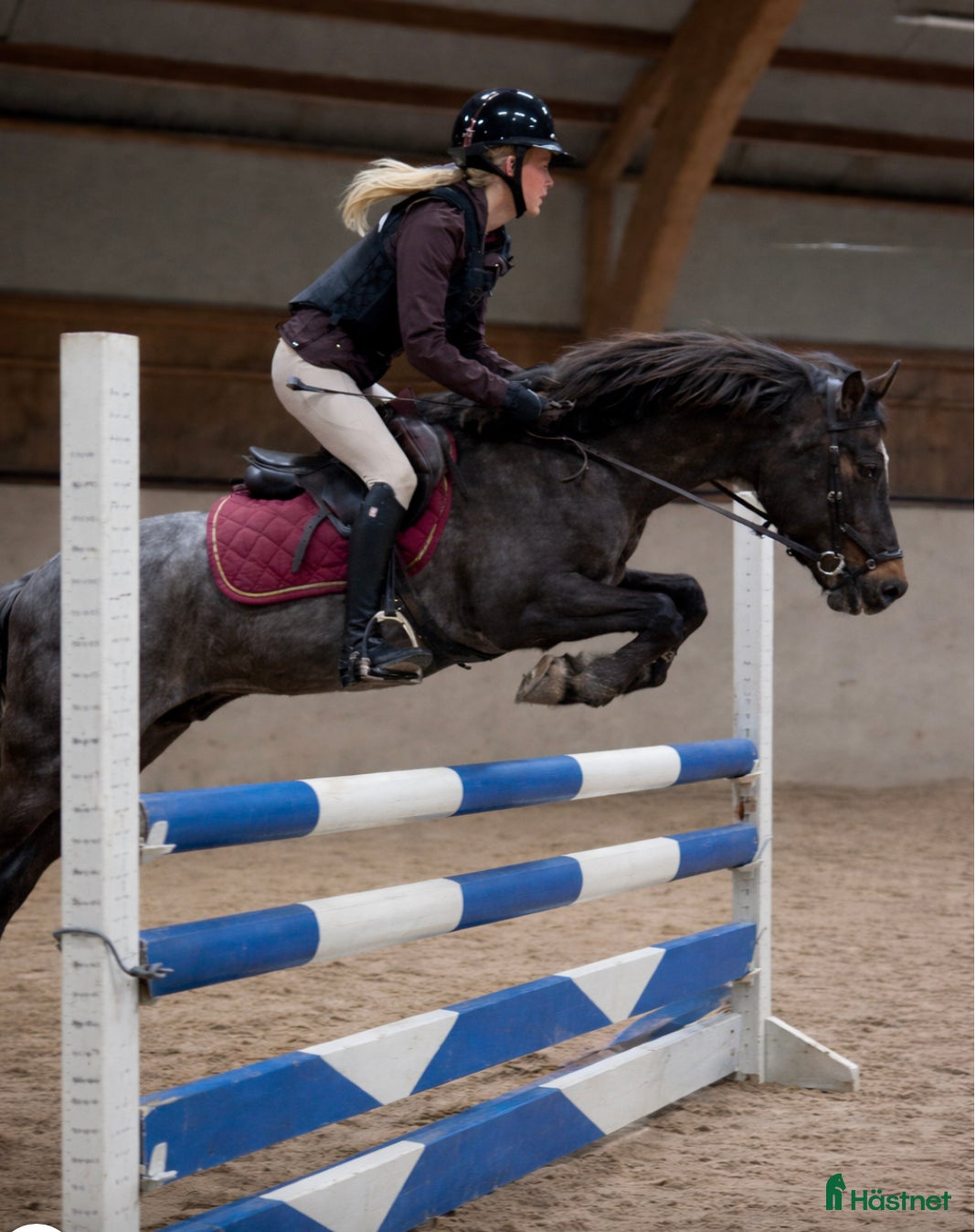  hästar Superfint C-ponny sto - Annons 8