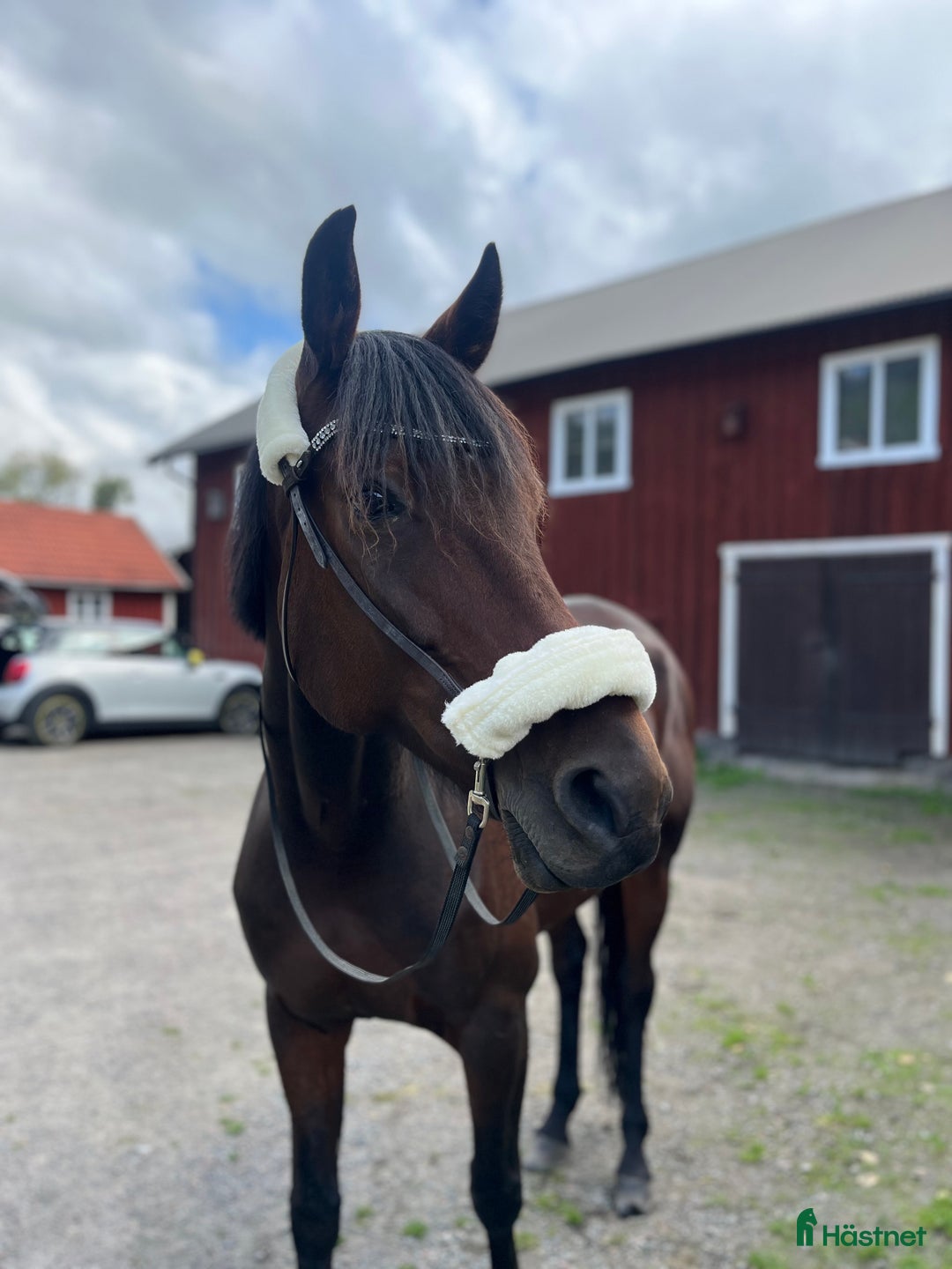 Allround hästar till salu: RAIDER i Mölndal - Annons 1