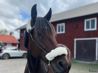 hästar RAIDER i Mölndal - Annons 19