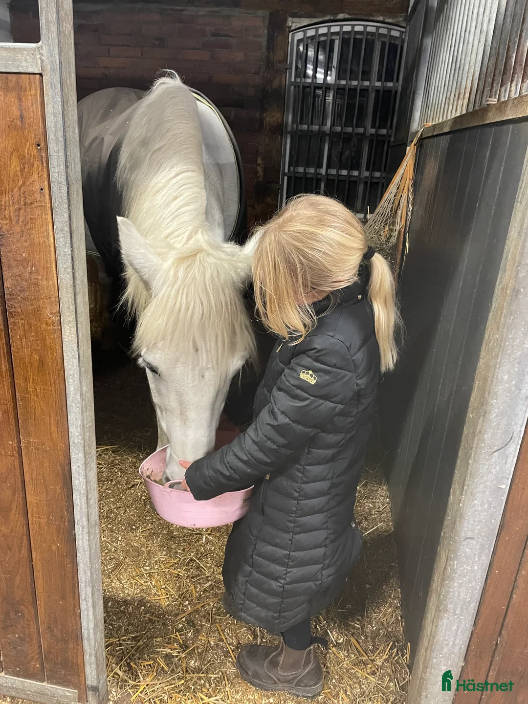 Hoppning hästar till salu: Snäll maxad D-ponny med kapacitet 🦄 - Annons 19