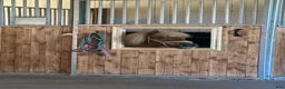  stallplats finnes: Stallplats Råda Björkbacken, Lidköping  - Annons 6