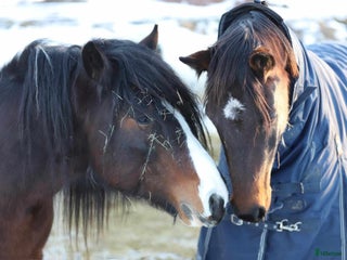 hästar Irishcob hingst i Hedemora - Annons 2