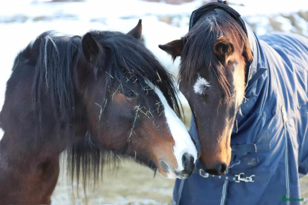 Allround hästar till salu: Irishcob hingst  i Hedemora - Annons 1