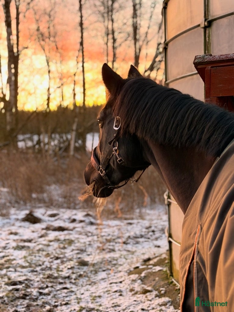  medryttarhäst sökes: Medryttare sökes i Kristinehamn - Annons 8