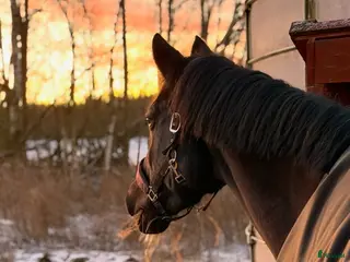 medryttarhäst sökes: Medryttare sökes i Kristinehamn - Annons 8