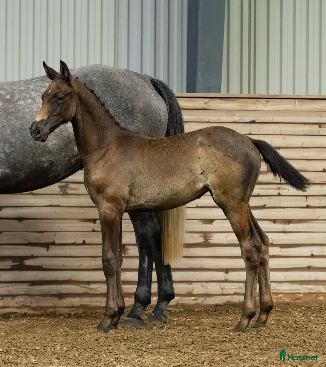 Hoppning hästar till salu: Fantastisk stoföl med stor potential  i Nyköping - Annons 2