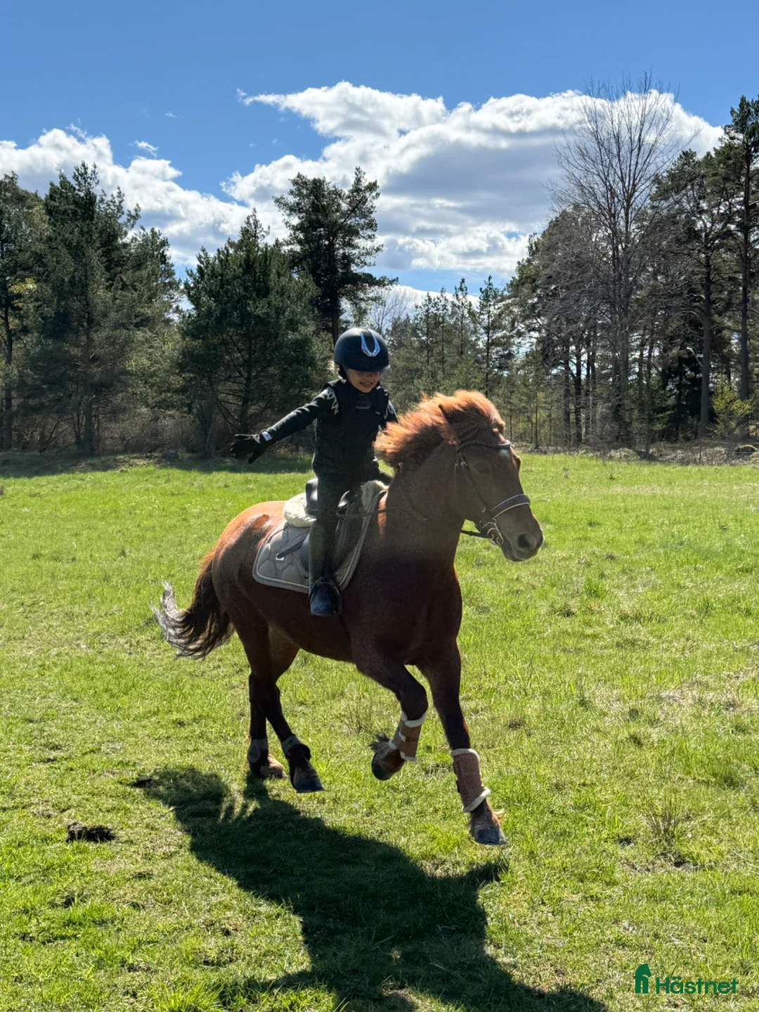Dressyr hästar till salu: Supermaxad läromästare med hög ridbarhet i Värmdö - Annons 2
