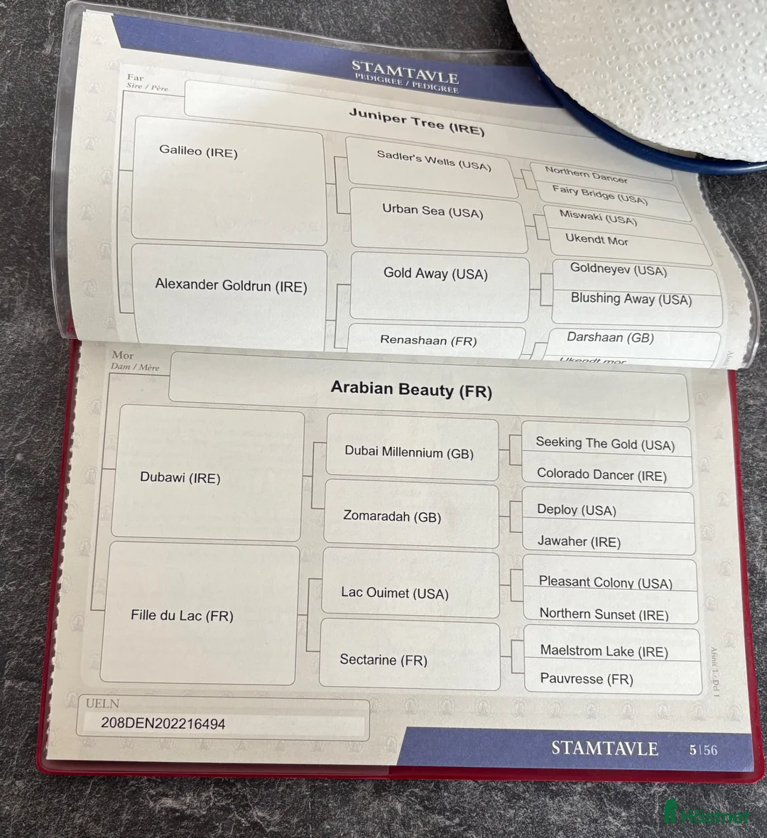 Galopp hästar till salu: Sød avlshoppe eller allround hest sælges  - Annons 2