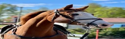 Hoppning hästar till salu: *Unikt tillfälle* Vackert stoföl med toppstam - Annons 6