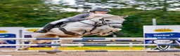 Hoppning hästar till salu: Dressage and showjumping Conemara pony - Annons 14