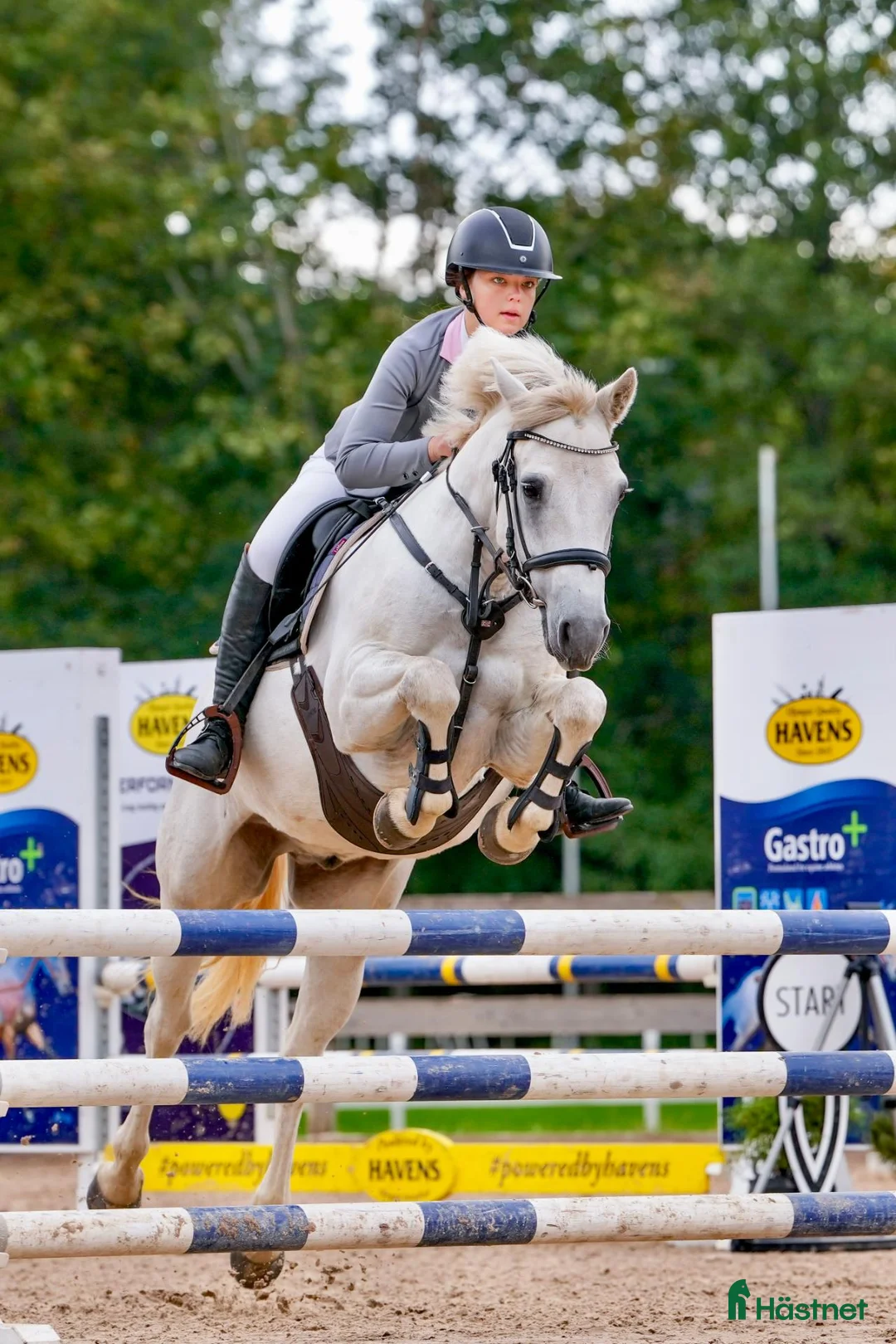 Hoppning hästar till salu: Dressage and showjumping Conemara pony - Annons 14