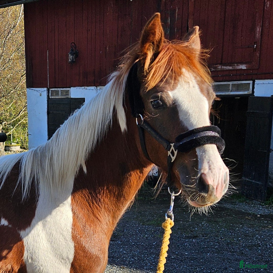 Allround hästar till salu: Finaste Julle, irishcob/vbl i Närkesberg - Annons 2