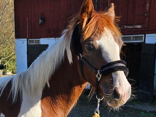 hästar i Närkesberg - Annons 13