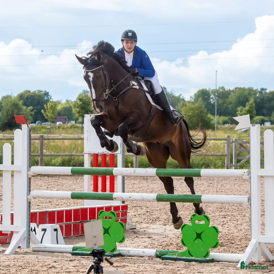 Hoppning hästar till salu: Fälttävlan/hopphest som elsker å jobbe i Råde - Annons 3