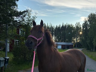 hästar i Skellefteå - Annons 30