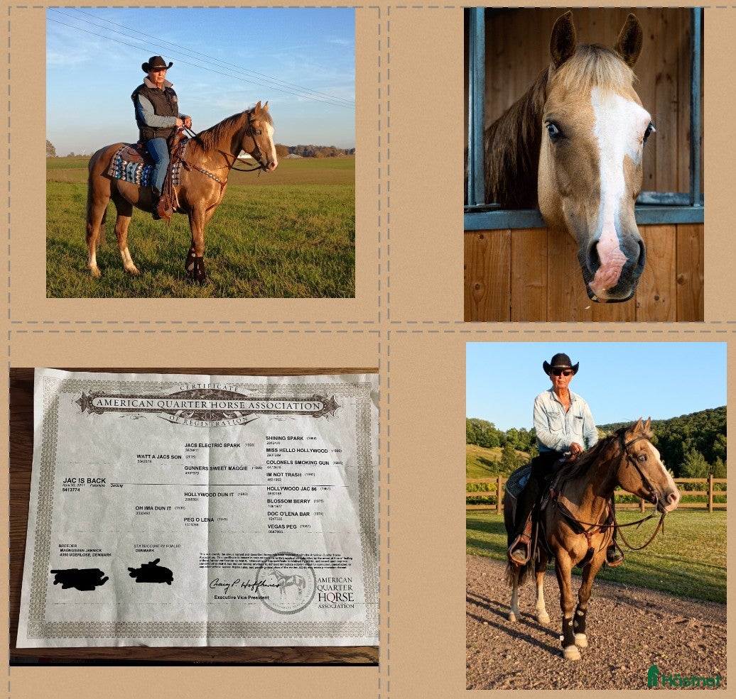  hästar Utmärkt läromästare för westernridning. i Klippan - Annons 2