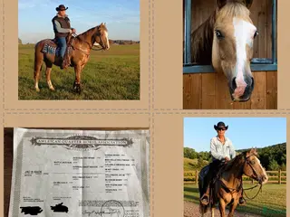 hästar Utmärkt läromästare för westernridning. i Klippan - Annons 2