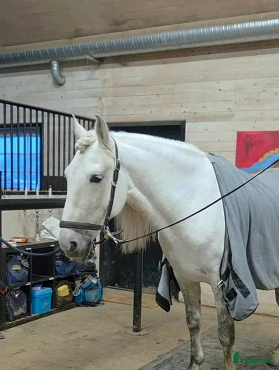 Working Equitation hästar till salu: Snygg Maffig Svensk född PRE - Annons 9