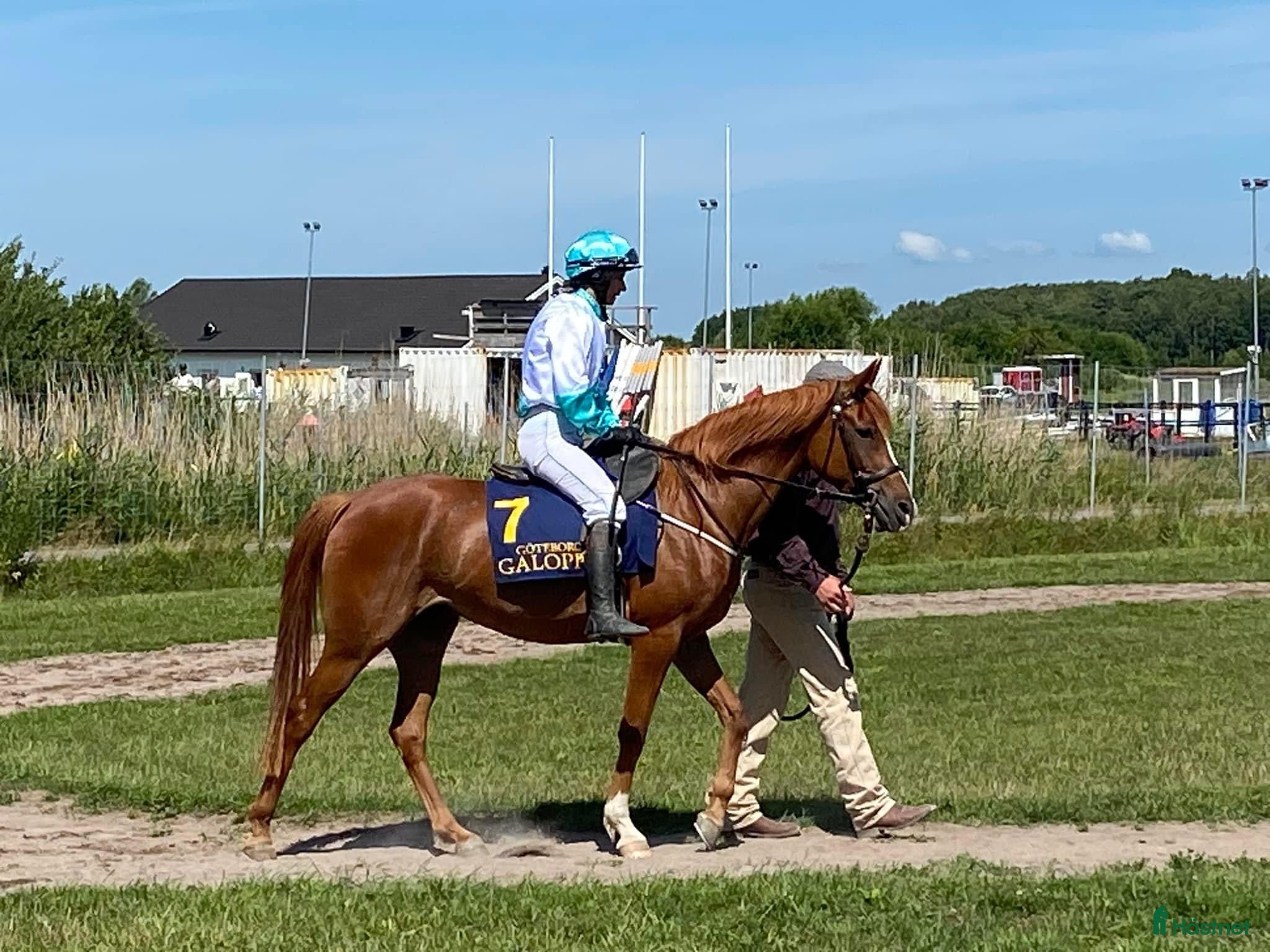  hästar Wassiki – toppstammad sto med riktig vinnarskalle - Annons 1