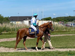 hästar Wassiki – toppstammad sto med riktig vinnarskalle - Annons 1