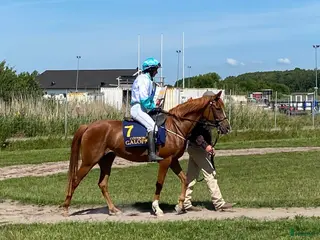 hästar Wassiki – toppstammad sto med riktig vinnarskalle - Annons 2