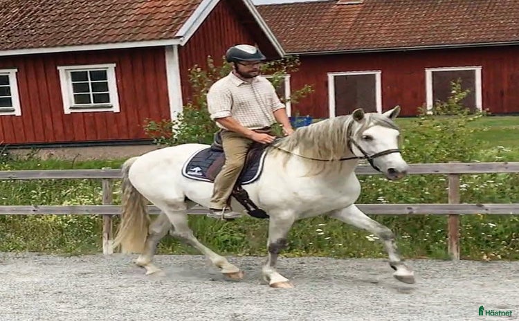  hästar i Finspång - Annons 7