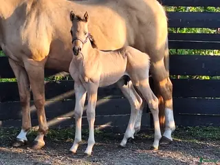 hästar Super Eddie söker nytt hem. - Annons 1