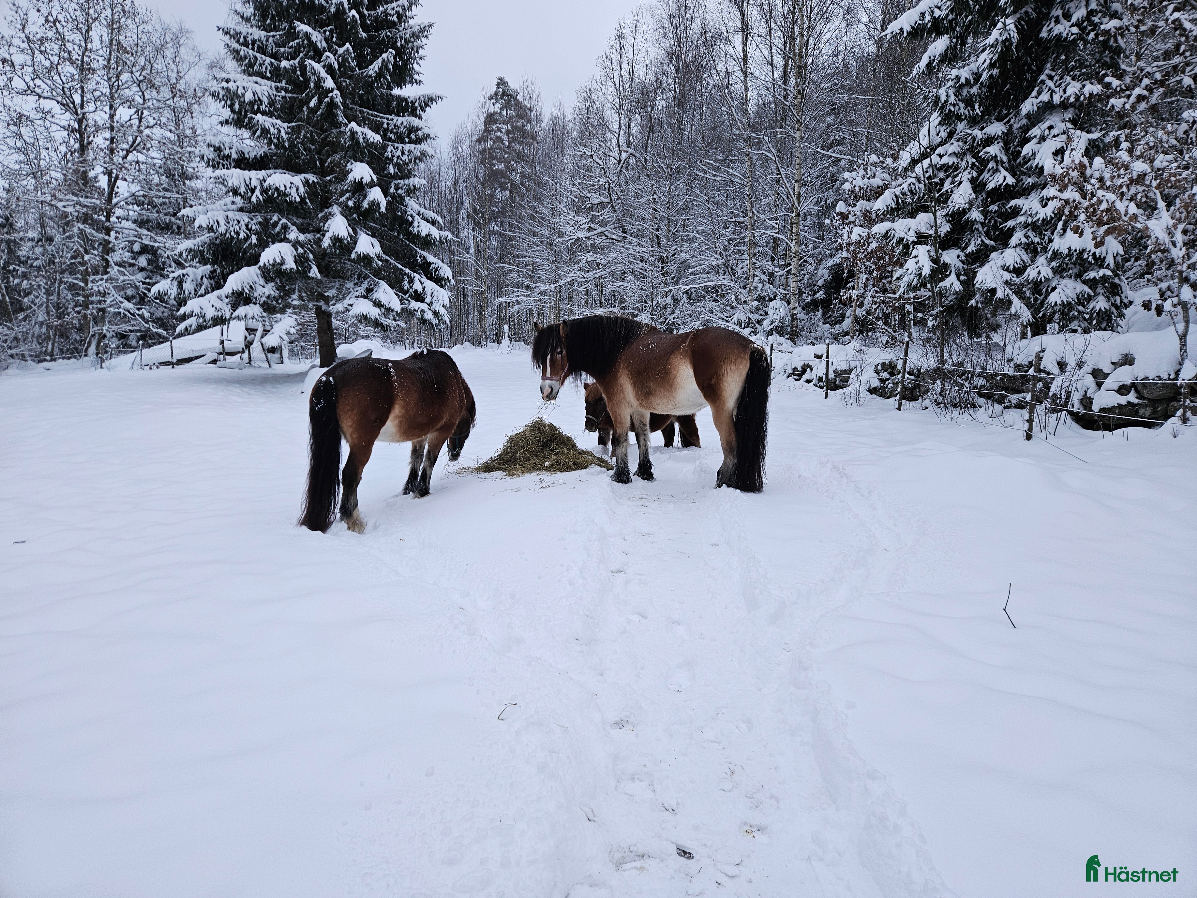  hästar Nordsvenskt sto med spännande stam i Hällingsjö - Annons 1
