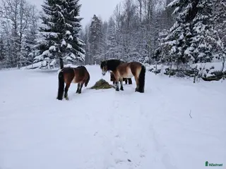 hästar Nordsvenskt sto med spännande stam i Hällingsjö - Annons 1