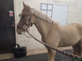 hästar Underbar bästa vän söker en liten ägare! i Lindesberg - Annons 14