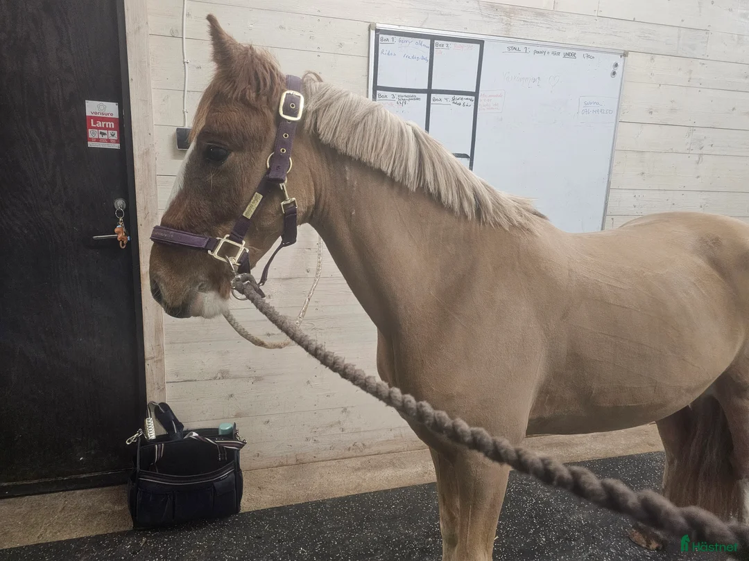 Allround hästar till salu: Underbar B-ponny! - Annons 4