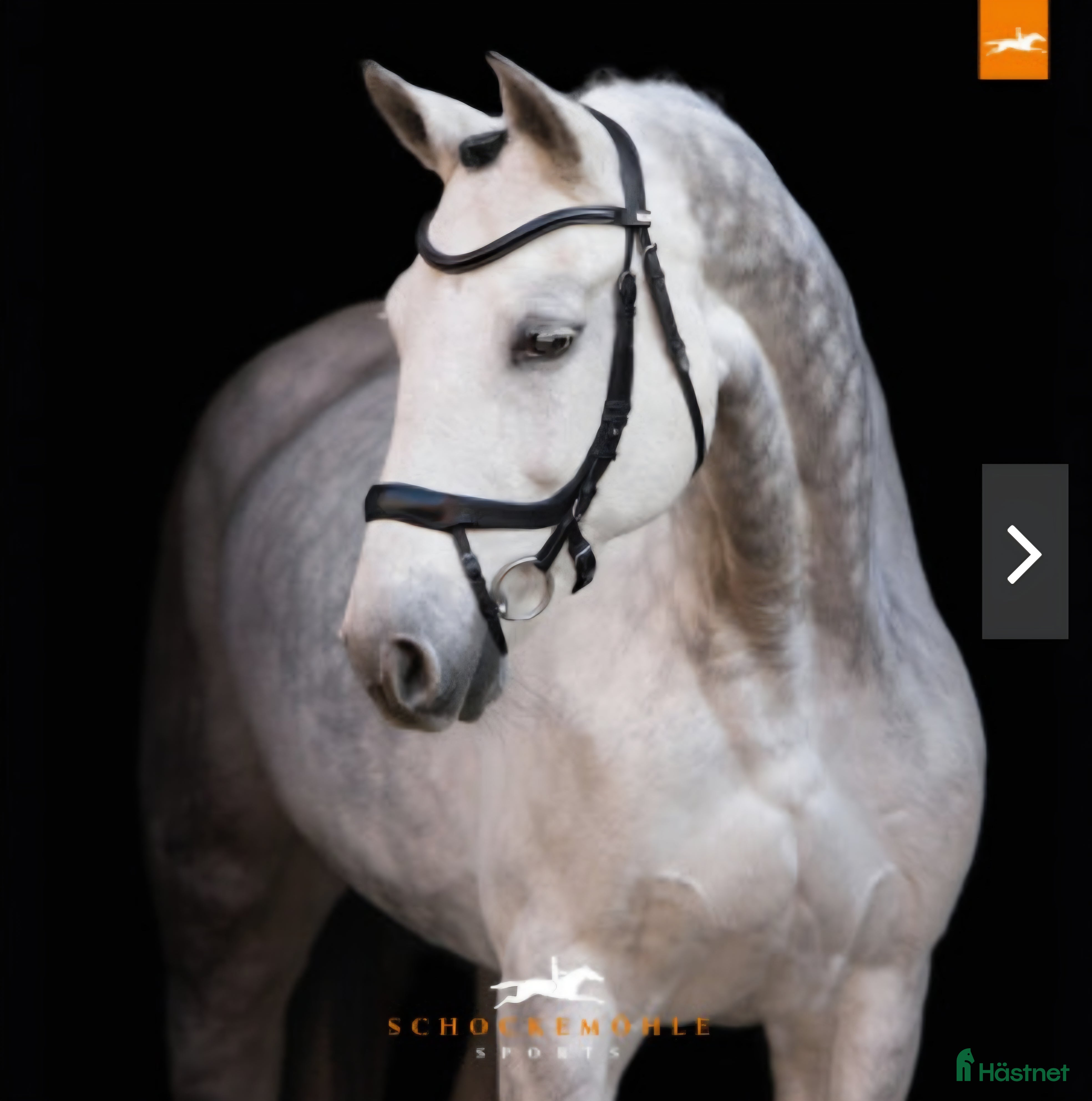 Träns hästutrustning schockemöhle equitus alpha - Annons 24