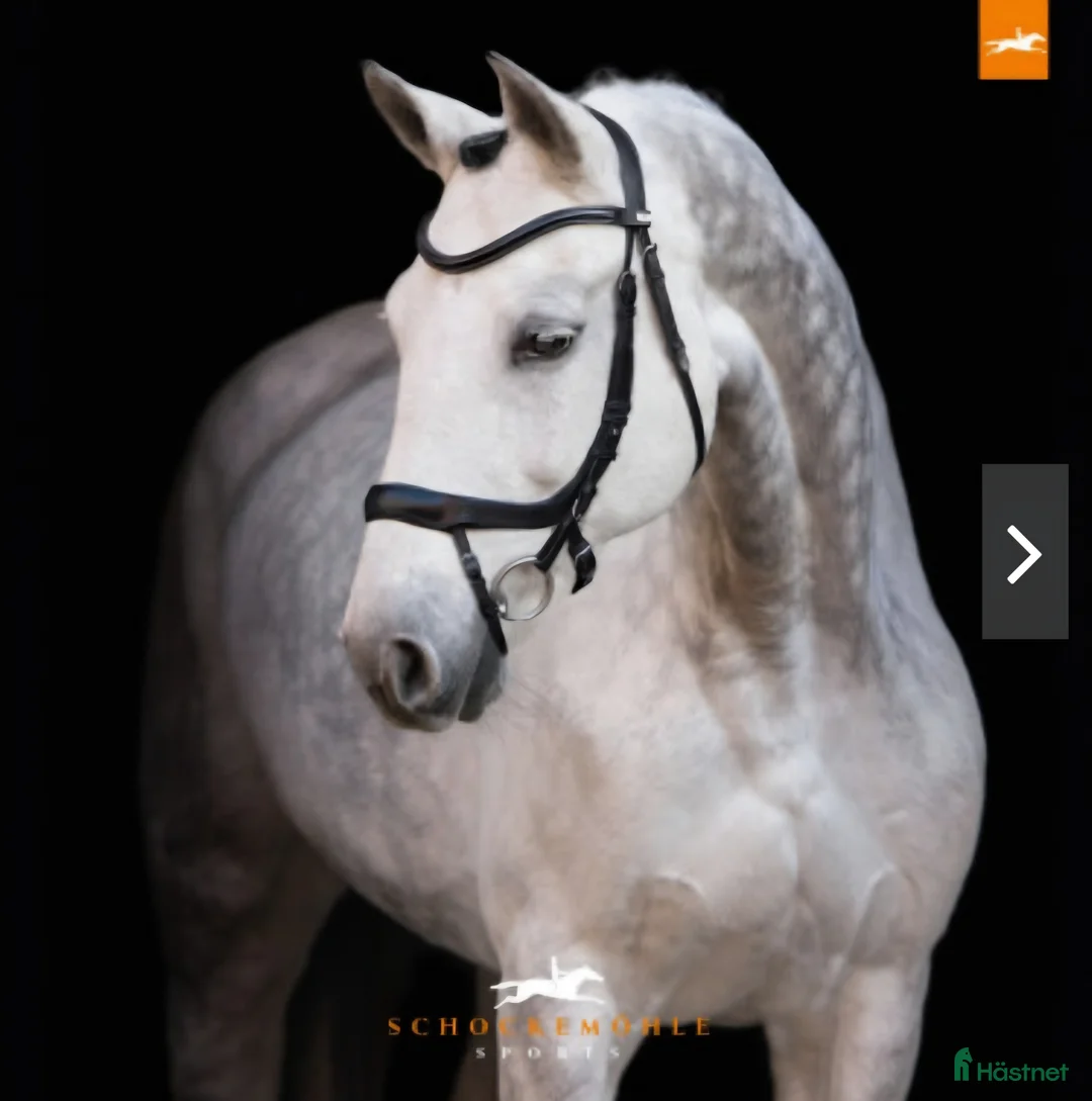 Träns hästutrustning till salu: schockemöhle equitus alpha - Annons 1