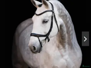 Träns hästutrustning schockemöhle equitus alpha - Annons 24