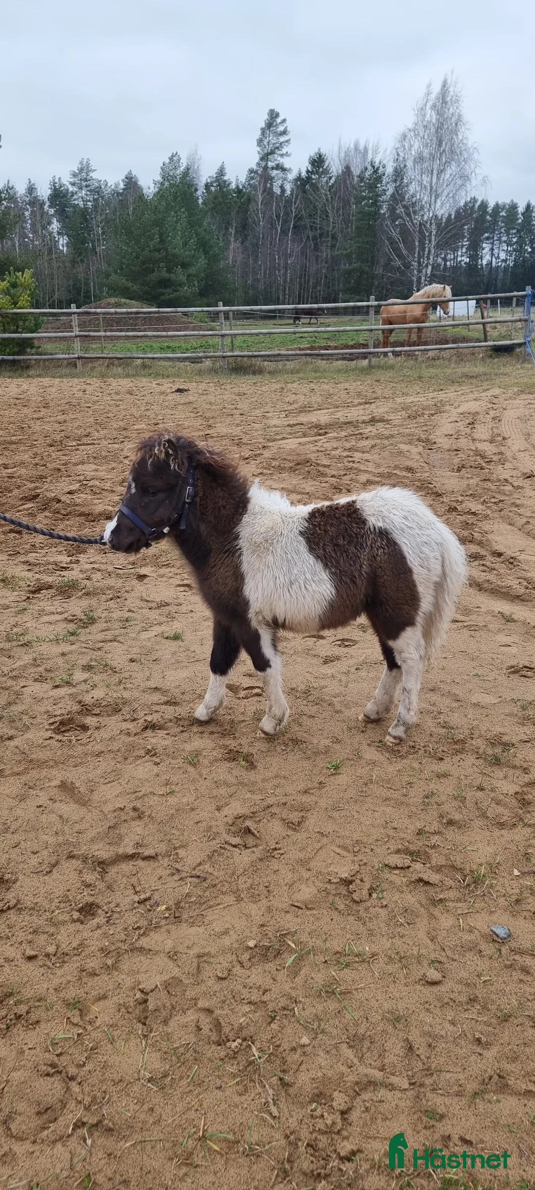 Allround hästar till salu: Underbar mini american föl. i Skara - Annons 15