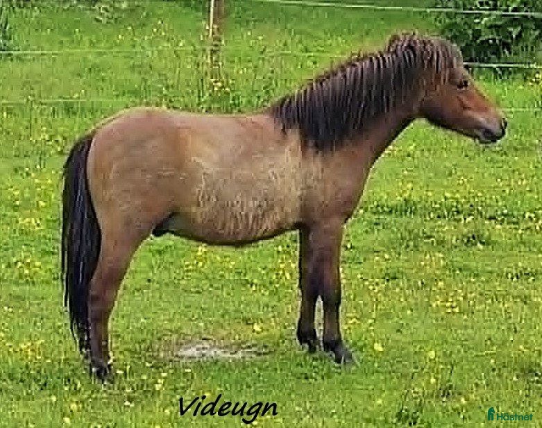  hästar AMERICAN MINIATYR hORSE  - Annons 2