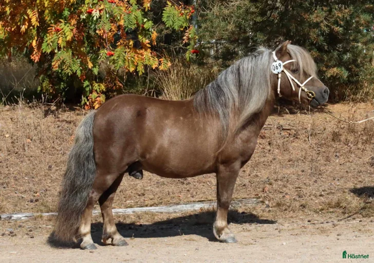 Galleribild {{count}}